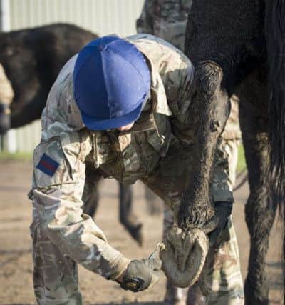 Pictured: A Soldier cleans out the hoof of a horse before being inspected by the vet to examine if they are sound before transportation.

Horses based in London have been at the Defence Animal Centre since November having a well-deserved grass rest from their ceremonial duties. They are now rested and being transported back to HQ London District to be groomed and shod for their build up exercises, ready to start their ceremonial duties.

Photographer:
Corporal Dek Traylor / MoD Crown EMN-170131-102544001