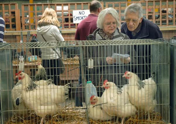 Poultry on show at the Spring rare breeds show at Melton Cattle Market EMN-170215-101402001