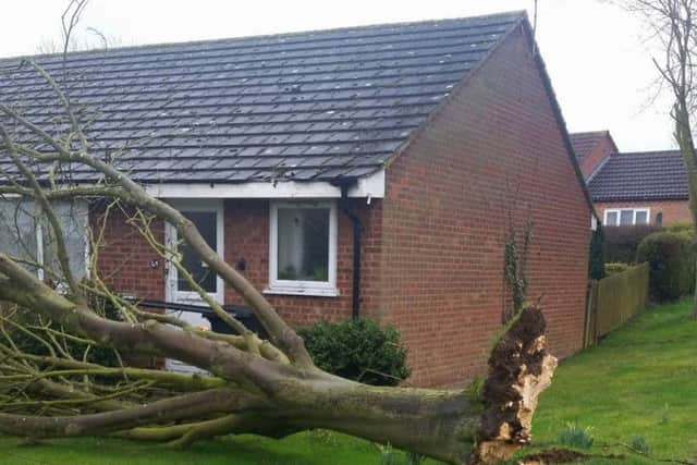 A reader took this photo of a tree which came down in Long Clawson during Storm Doris EMN-170223-130331001