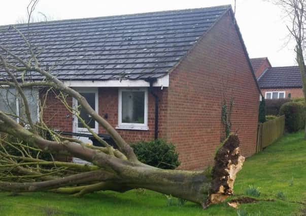 A reader  took this photo of a tree which came down in Long Clawson during Storm Doris EMN-170223-130331001