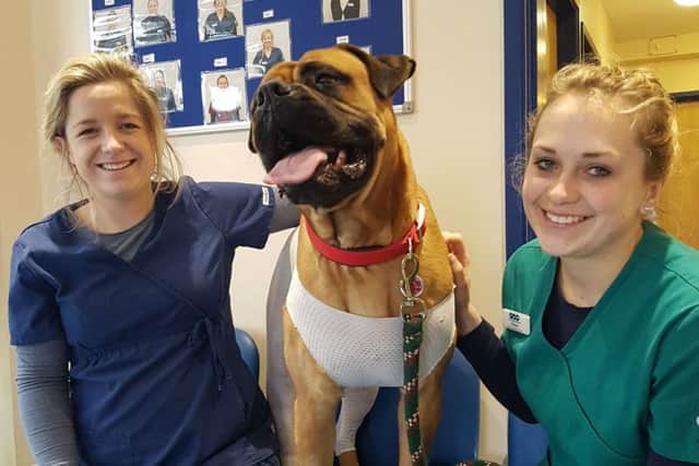 Dieset, an eight-stone bull mastiff, at The Crescent Veterinary Clinic in Melton with senior vet Lucinda Myring (left) and head veterinary nurse Emma Garner, who helped save the dog's life EMN-171003-140558001