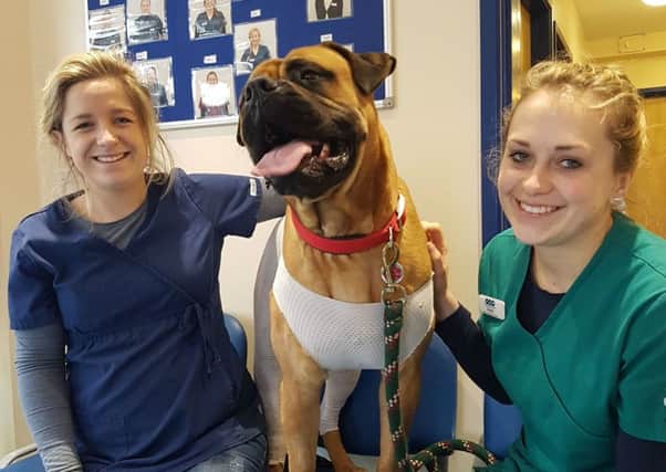 Dieset, an eight-stone bull mastiff, at The Crescent Veterinary Clinic in Melton with senior vet Lucinda Myring (left) and head veterinary nurse Emma Garner, who helped save the dog's life EMN-171003-140558001