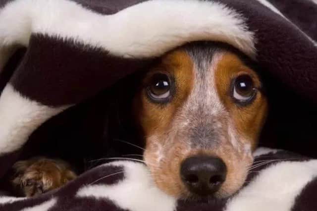 Dog owners warned after case of deadly flesh-eating disease is confirmed.