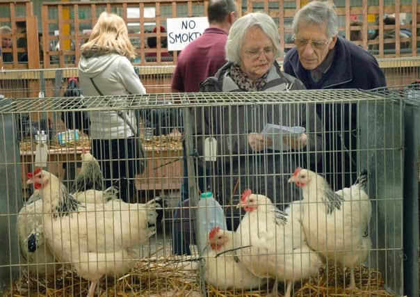 Poultry on show at the Spring rare breeds show at Melton Cattle Market EMN-170404-104255001