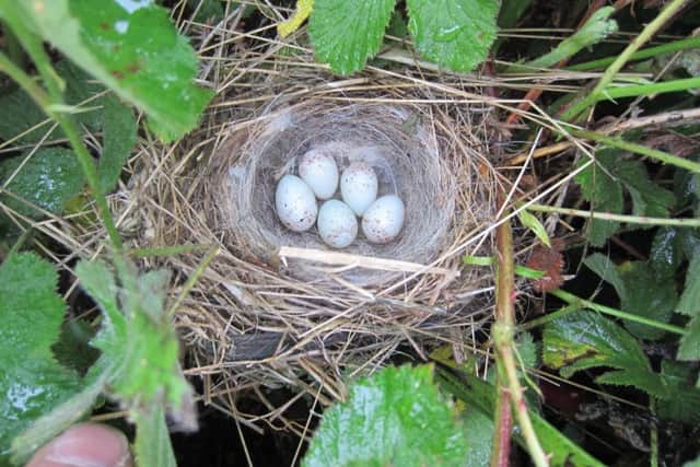 A linnet nest