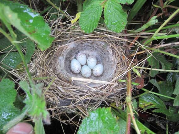 A linnet nest
