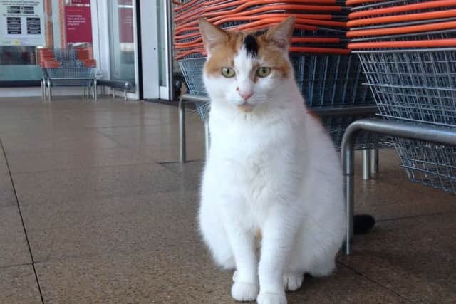 Meg, the Melton 'Sainsbury's cat', who has sadly died EMN-171104-160410001