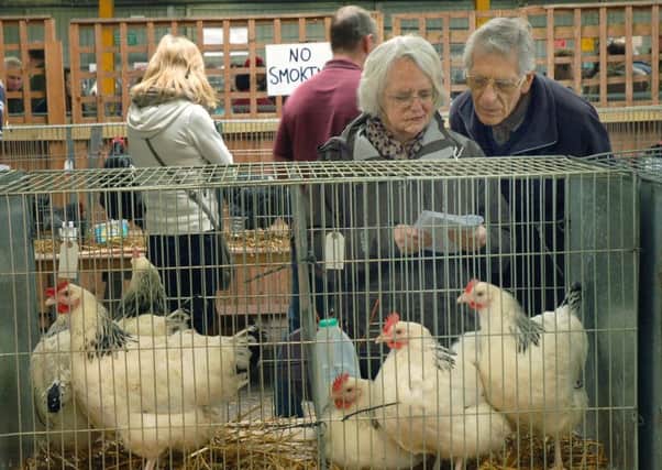 Poultry on show during the Spring rare breeds show, held at Melton Cattle Market EMN-171104-170825001