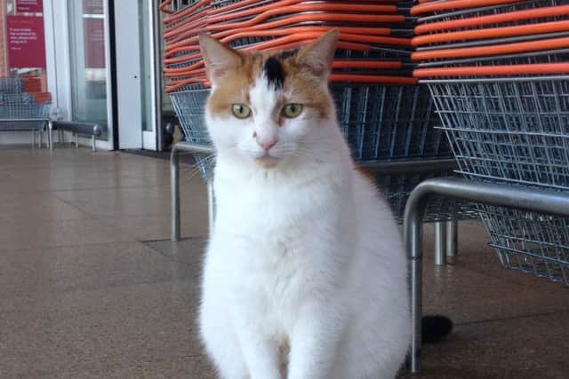 Meg, the Melton 'Sainsbury's cat', who has sadly died EMN-171104-160410001