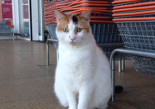 Meg, the Melton 'Sainsbury's cat', who has sadly died EMN-171104-160410001