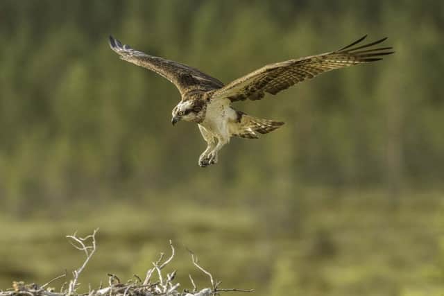 A Rutland Osprey by Nigel Spencer