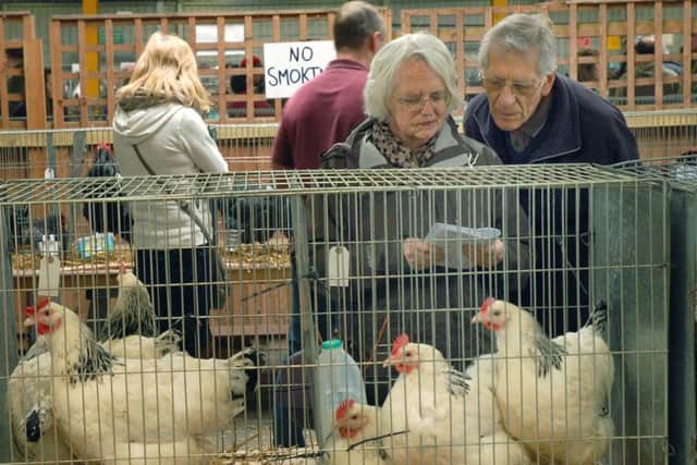 Poultry on show at the Spring rare breeds show at Melton Cattle Market EMN-170205-170415001