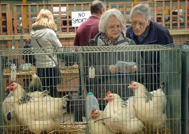 Poultry on show at the Spring rare breeds show at Melton Cattle Market EMN-170205-170415001