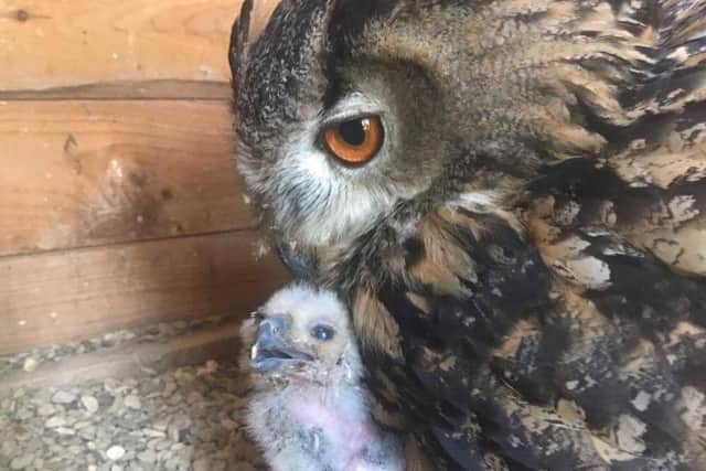 Bernard the eagle owl with the chick he is rearing at Stapleford Park Hotel's school of falconry EMN-170517-102758001