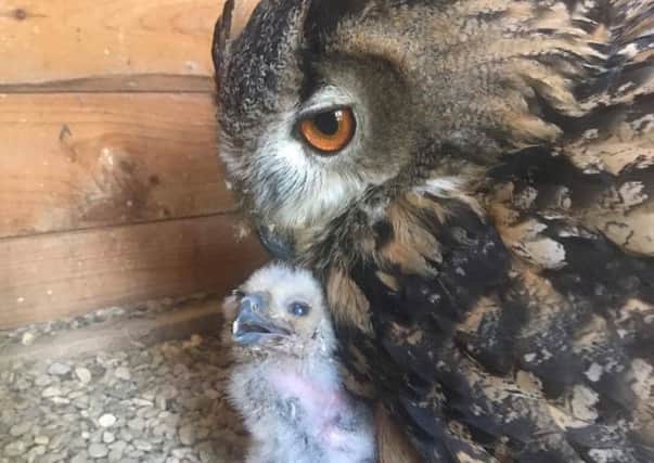 Bernard the eagle owl with the chick he is rearing at Stapleford Park Hotel's school of falconry EMN-170517-102758001
