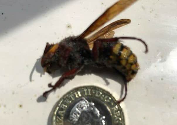 A 4cm European hornet, dubbed the 'super wasp', which flew into the kitchen of Graham Hall's Sproxton home. The body was slightly bigger but has curled after fly spray was used. The ?1 coin illustrates the size of the insect. EMN-170524-113128001