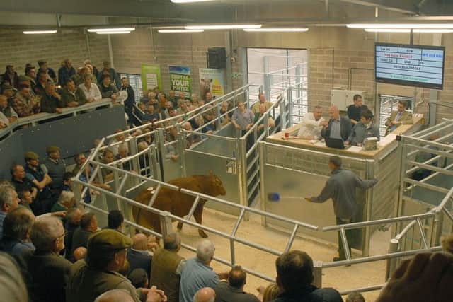 The new auction ring in use at Melton Cattle Market EMN-170523-161355001