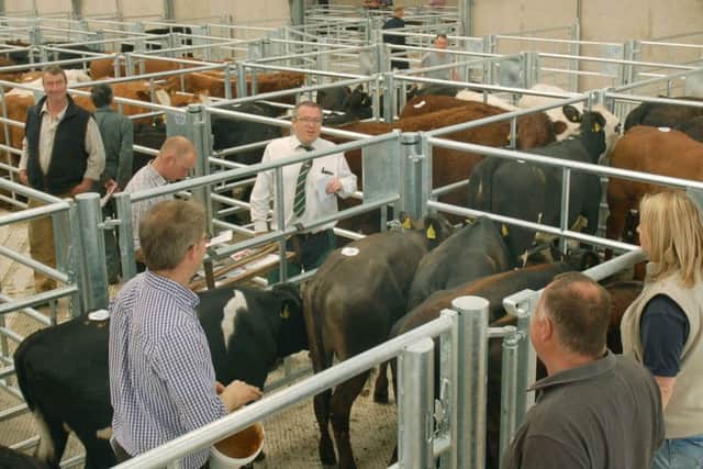Ben Shouler sorts out cattle in the pens of the new livestock building EMN-170523-160323001
