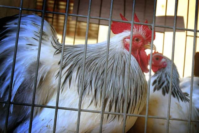 Roosters on the roster at the rare breeds poultry show in Melton EMN-170530-122922001