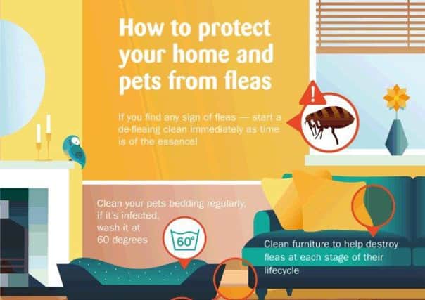 How to protect your home and pets from fleas PHOTO: Supplied