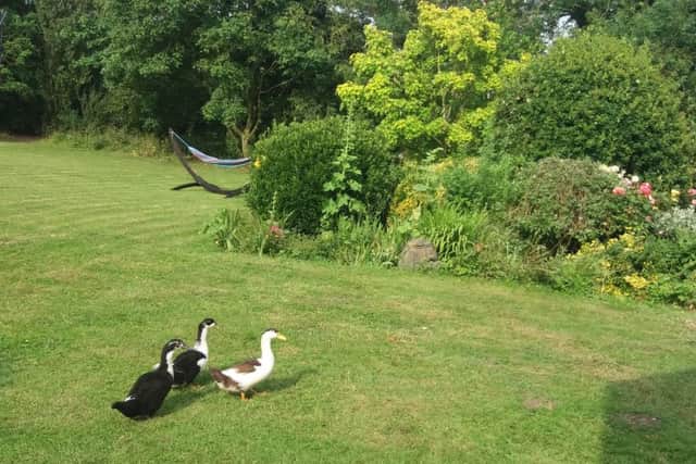 Three new residents of a Whissendine garden inspect the preparations ahead of the forthcoming open gardens PHOTO: Supplied