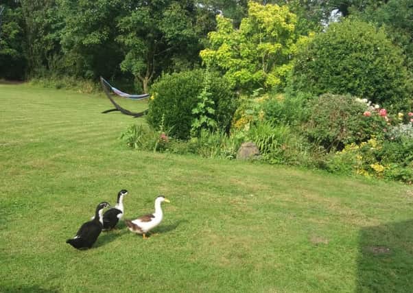 Three new residents of a Whissendine garden inspect the preparations ahead of the forthcoming open gardens PHOTO: Supplied