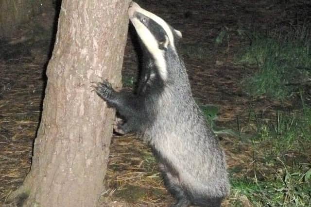 Badger watches are taking place at Holwell Nature Reserves throughout the summer PHOTO: Supplied