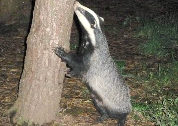 Badger watches are taking place at Holwell Nature Reserves throughout the summer PHOTO: Supplied