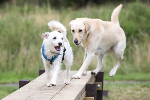 EDITORIAL USE ONLY
Buster (front) and Holly make use of the new agility apparatus at the opening of a new dog activity trail in Melton Country Park in Leicestershire, which has been installed as part of the pet-friendly initiatives being rolled out by the local council and Mars Petcare. PRESS ASSOCIATION Photo. Picture date: Tuesday July 25, 2017. New research of 2,500 pet and non-pet owners across the world found that pets bring communities together and strengthen ties with our neighbours. Photo credit should read: Lucy Ray/PA Wire EMN-170726-172409001
