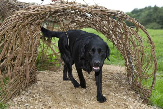 EDITORIAL USE ONLY
Labrador Poppy makes use of the new agility apparatus at the opening of a new dog activity trail in Melton Country Park in Leicestershire, which has been installed as part of the pet-friendly initiatives being rolled out by the local council and Mars Petcare. PRESS ASSOCIATION Photo. Picture date: Tuesday July 25, 2017. New research of 2,500 pet and non-pet owners across the world found that pets bring communities together and strengthen ties with our neighbours. Photo credit should read: Lucy Ray/PA Wire EMN-170726-172421001