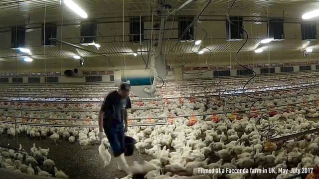 Secret filming at chicken producers which supply Lidl, Nandos and Asda. Photo: SWNS