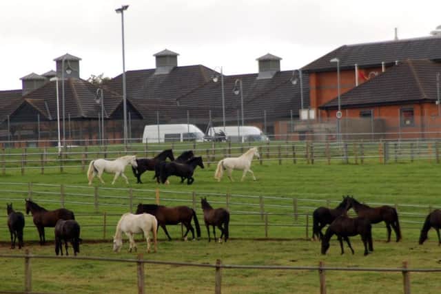 Horses pictured in their fields this week at the Defence Animal Centre in Melton EMN-170708-162042001