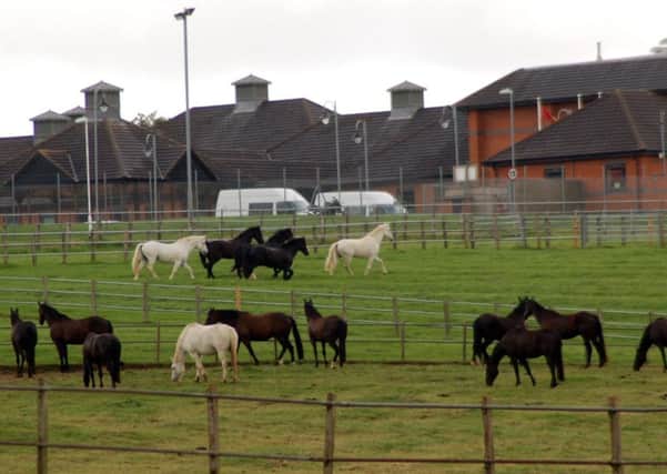 Horses pictured in their fields this week at the Defence Animal Centre in Melton EMN-170708-162042001