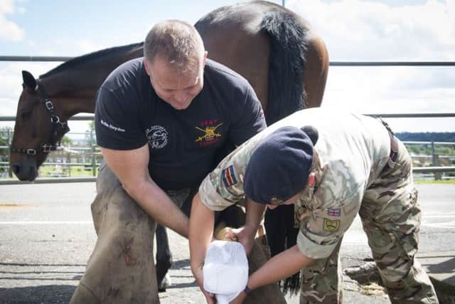Horses recover at the Defence Animal Centre in Melton after being released from a field by vandals EMN-170817-165116001