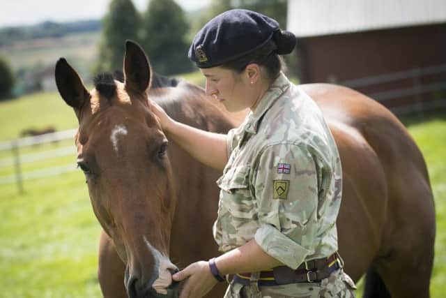 Horses recover at the Defence Animal Centre in Melton after being released from a field by vandals EMN-170817-165128001
