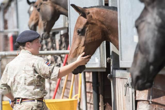 Horses recover at the Defence Animal Centre in Melton after being released from a field by vandals EMN-170817-165140001