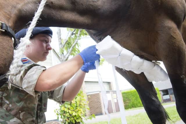 Horses recover at the Defence Animal Centre in Melton after being released from a field by vandals EMN-170817-165151001