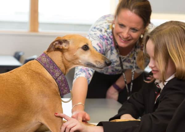 Whippet Peggie joins year 7 pupils at John Ferneley College in Melton to help them focus on schoolwork EMN-170925-143515001