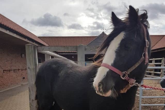 One of the injured loose horses found near Saxelbye EMN-170310-110218001