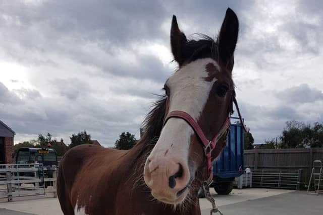 One of the injured loose horses found near Saxelbye EMN-170310-110230001
